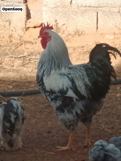 3دجاجات وديك بلايموث روك حجلي 4