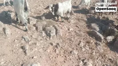 عنز معها شعريه العنز اول ولده الها 4