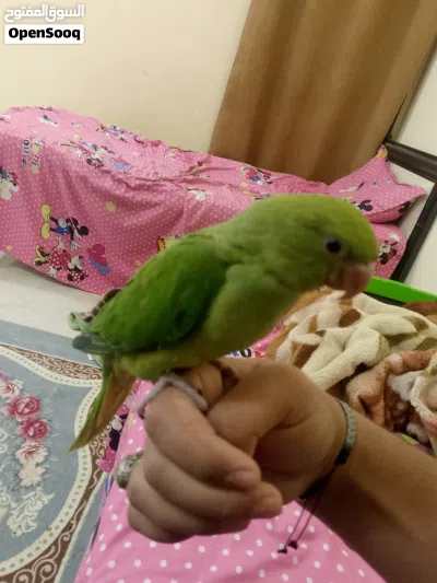 ببغاء دره هندي اقرأ الوصف 2