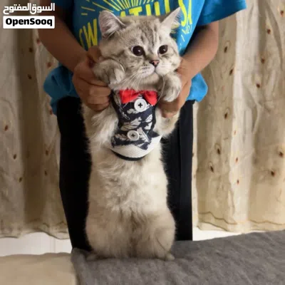 ذكر برتش شورت هير سلفر شيدد 7 شهور مع اغراضه ماخد جميع المطاعيم مع شهاده 2