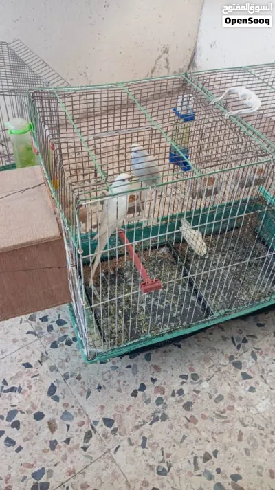 كوبيات بيقيلينو 3