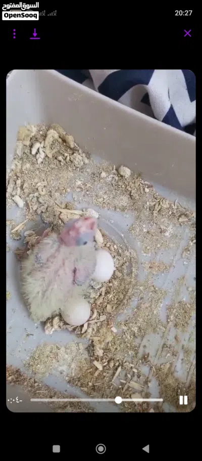 زوج كوكتيل شرط التبزير هواي مبزر منهن 3