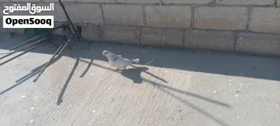 متاح فحلين طيور حمام حلوات 4