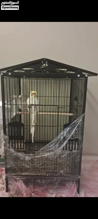 cockateil parrot pair 4