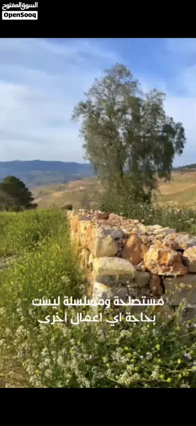 اجمل اطلاله على سد الملك طلال تل الرمان منطقه السليحي حوض المدوره اطلاله بانوراما اراضي شمال عمان 4