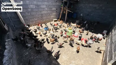 دجاج عربي للبيع 2