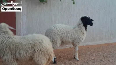 2فطايم وطنيات خوات توميات ربي يبارك عمرهم ف8شهور سليمات من العيوب والامراض 4