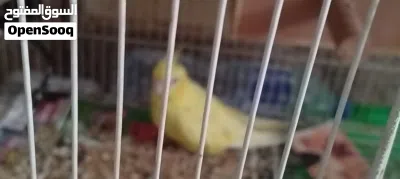 ببغاء كوكتيل للبيع 3