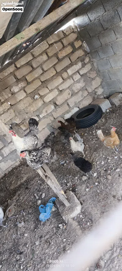 دجاج عربي للبيع 2