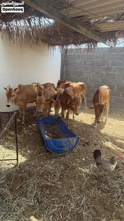 عجول سته وعجلتين محليات للبيع 3