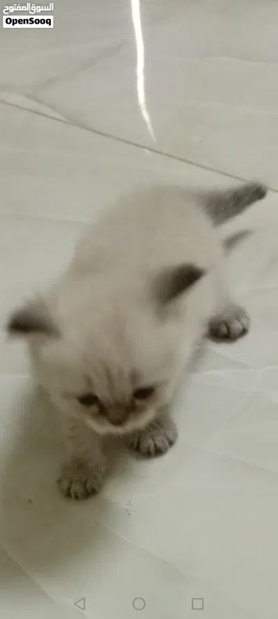Kitten, cute, smart, 50 fix 4