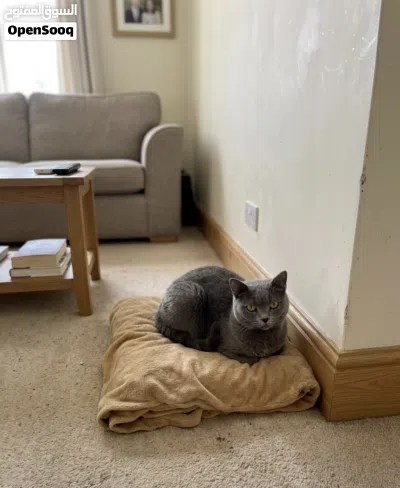 Grey Scottish Girl healthy 3