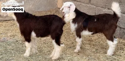 جدي وصخله من حلال الرحوب اصل بيور سمان وكبار ماشاءالله 3