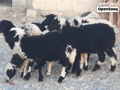 كباشة وحملات ماشاء الله 4