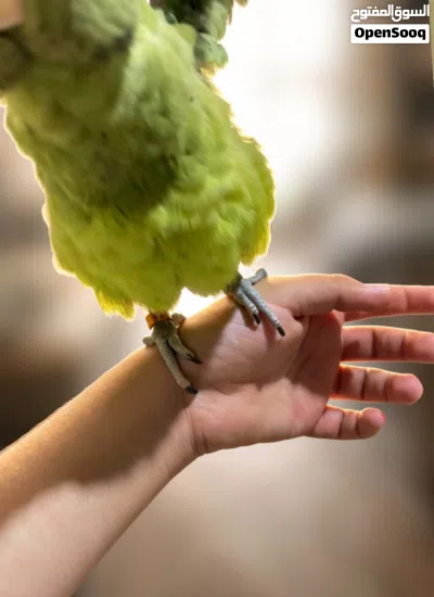 ببغاء كسندرا اليف 4