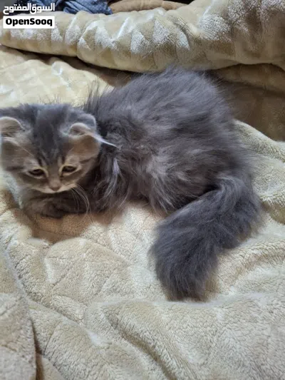 قط ذكر سكوتش فولد عمرو شهرين 4