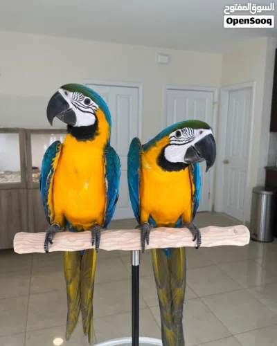 Pair of Blue and Gold Macaw Parrots 2