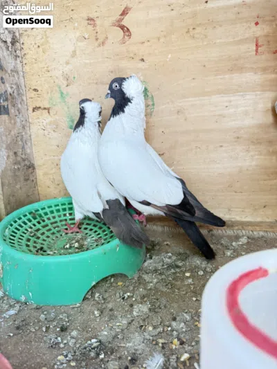 حمام راهب زوجين 2