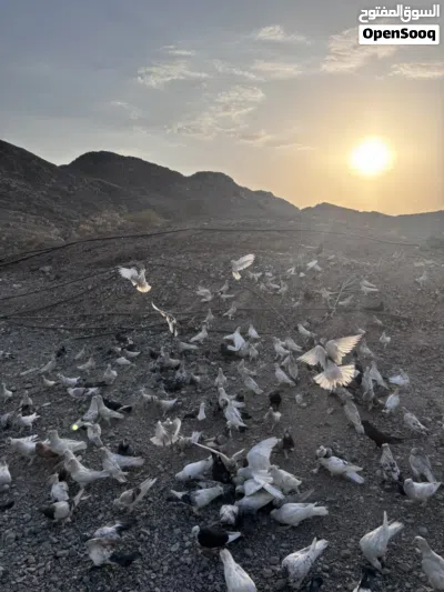 حمام للبيع شوف الواصف مهم جداااا 4