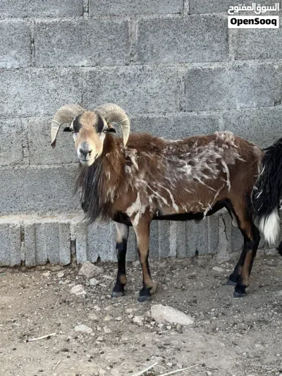 كبش وعل كمرون الافريقي 2