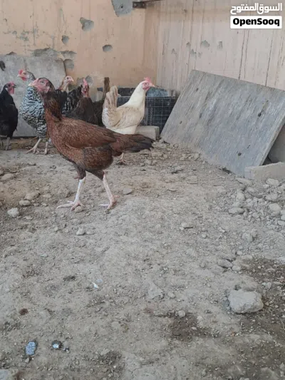 دجاج باكستاني 3