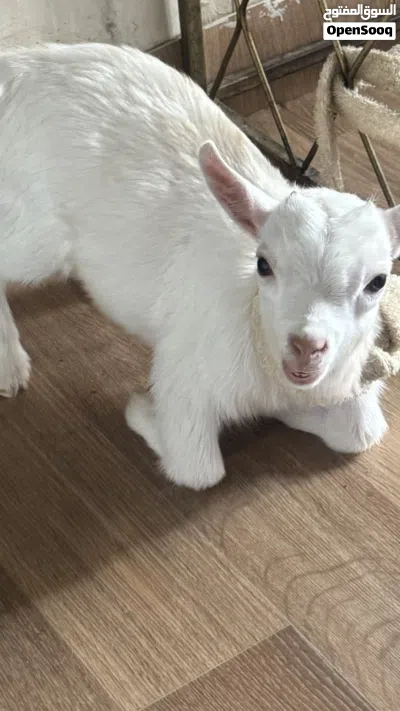 سخل صغير (جدي) عمر 3 اسابيع صحه ممتازة ونظيف جداً 3