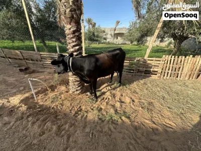 السلام عليكم لاستفسار 2