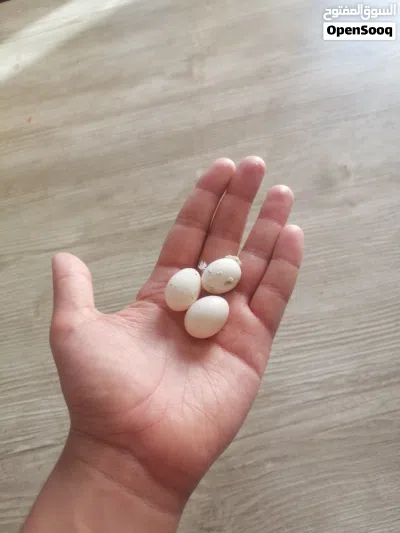 جوز روز نخب عين حمره سعر حرق جوز شغال 3
