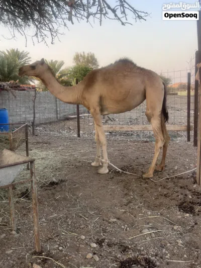 بكره لجيه تصفر جذعه بكره طيبه 2
