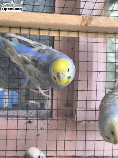 نثية ريمبو مع الافراخ 3 4