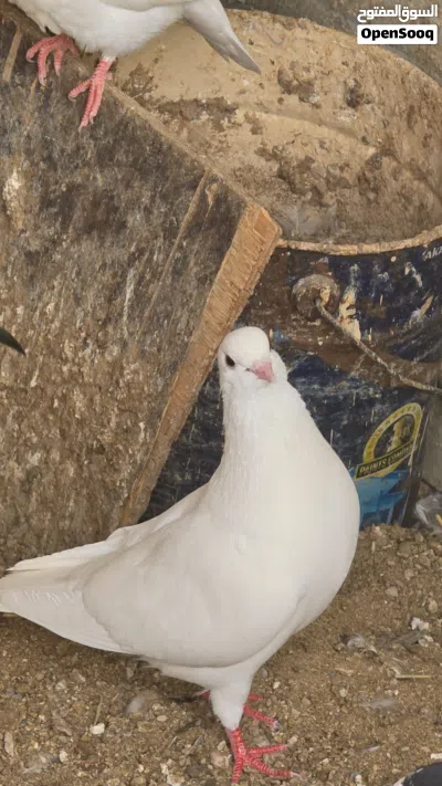 البيع حمام مدينة ولاحم 2