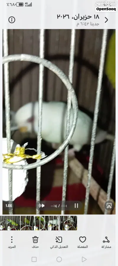 4 جواز طيور حب كلها تحتها فراخ بسعر مناسب 3