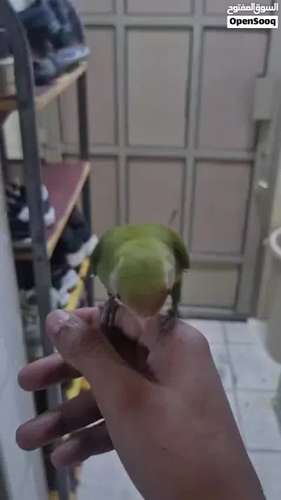 طائر حب ياتيك طيران خالي من العض مناسب للأطفال 2