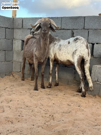 نعجه و حوليها الله يبارك حايل عز كسب المكان مصراته 3
