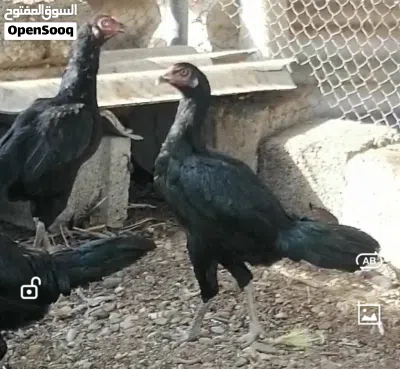 دجاج باكستاني 3