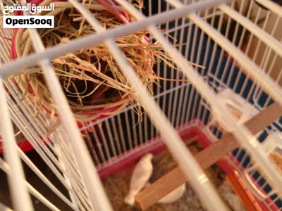 للبيع زوج (كوبية) زيبرا أبيض منتج وفي العش بيض – تحتها دحين ربي يبارك 3