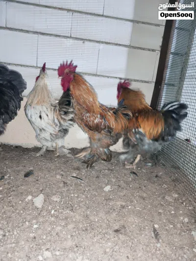 Brahma Chickens 2