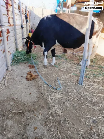 حيوانه فريزيه اصل عليها 8تشهر فحص بيطار 3