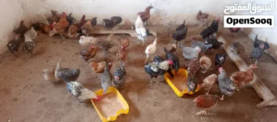 دجاج للبيع سعر 40دينار 2