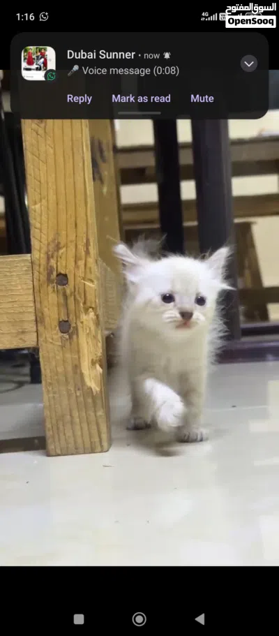 new born kitten 3
