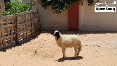 خروف وطني الله يبارك عمره ف5شهور سليم من العيوب.. 2