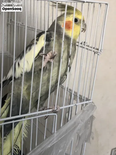 طيور للبيع 4