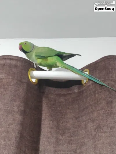 Indian ring neck parrot 2