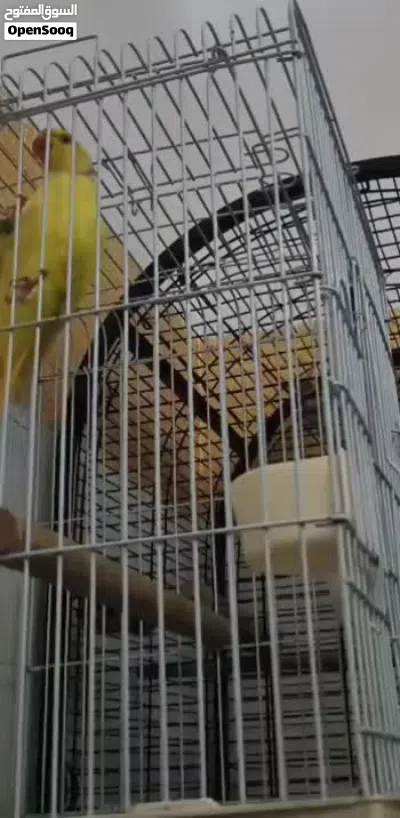 ببغاء دره لاتينو شوف الفيديو الأول على المملكة 2