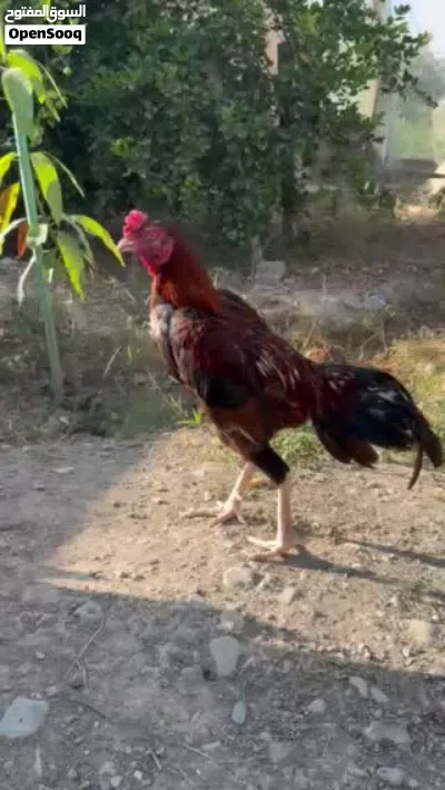 ديك باكستاني شوف الوصف 4