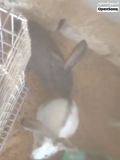 ارانب للبيع 4