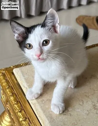 قطط سيامي صغار 4