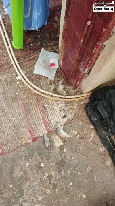 تخلص من مشاكل ( الفيران و السناجب ) 2