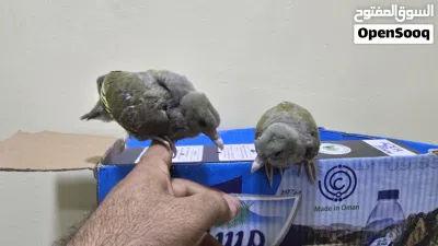 فروخ يمام الفاكهه 3