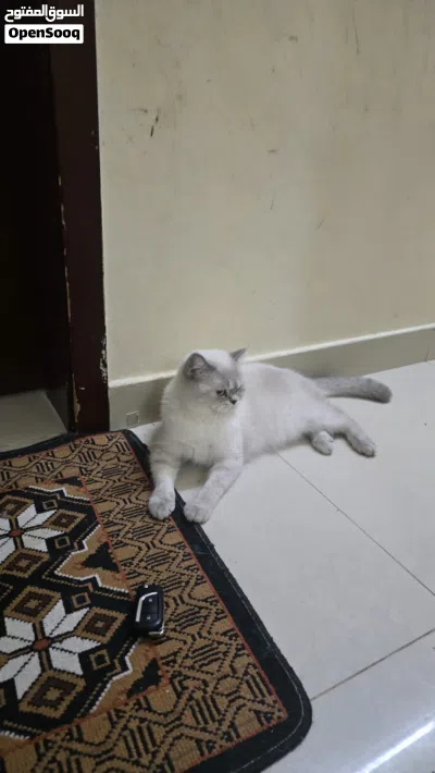 Scottish pair very nice friendly and kids-loving cats 4